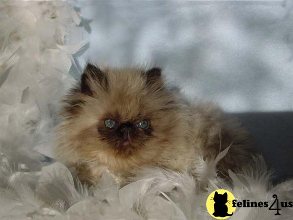 crazy4cats Picture 3